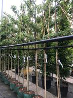 Leivorm liquidabar worplesdon evt. Inclusief plaatsen, Tuin en Terras, Planten | Bomen, Ophalen, Volle zon