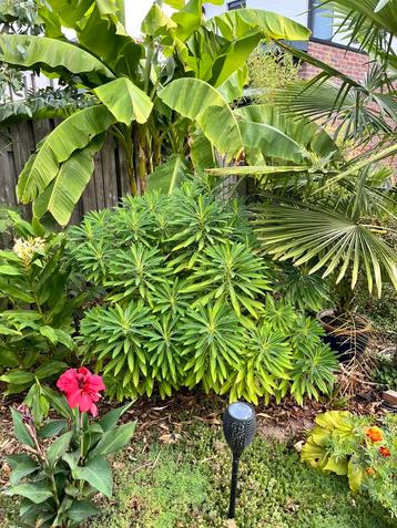 Euphorbia x pasteurii 'John Phillips' beschikbaar voor biedingen