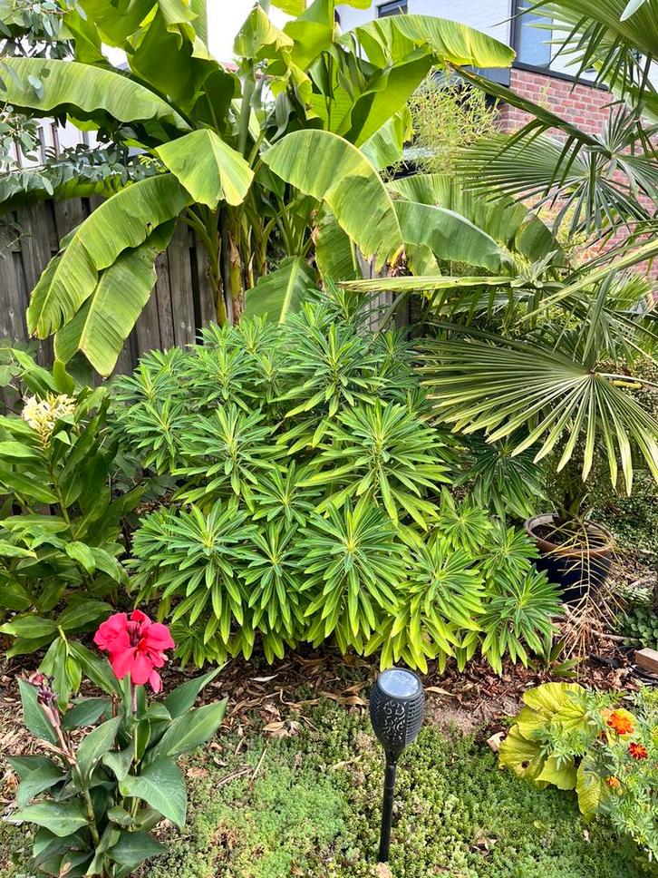 Euphorbia x pasteurii 'John Phillips', Tuin en Terras, Planten | Tuinplanten, Vaste plant, Overige soorten, Volle zon, Lente, Ophalen
