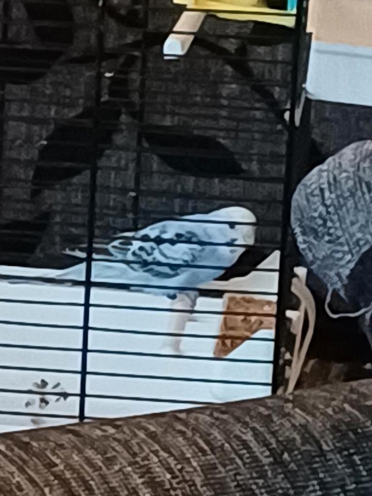 Nog geen jaar oud parkietje op te halen, Dieren en Toebehoren, Vogels | Parkieten en Papegaaien, Parkiet, Mannelijk