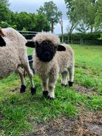 Walliser Schwarznase ram '25, Dieren en Toebehoren, Schapen, Geiten en Varkens, Mannelijk, Schaap, 0 tot 2 jaar