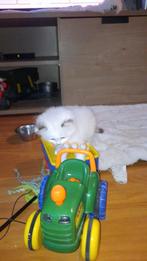 Ragdoll kittens, Dieren en Toebehoren, Katten en Kittens | Raskatten | Langhaar, Meerdere dieren, Ontwormd