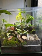 Ingerichte terrarium, Ophalen, Terrarium of Paludarium