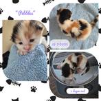 3 Kittens, Dieren en Toebehoren, Geslacht onbekend, Kortharig, 0 tot 2 jaar