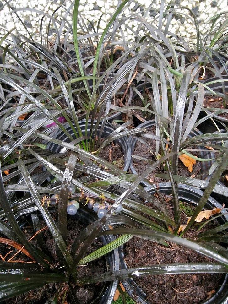 zwart gras slangenbaard ophiopogon planiscapus niger, Tuin en Terras, Planten | Tuinplanten, Vaste plant, Siergrassen, Volle zon