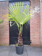 Trachycarpus fortunei - Chinese waaierpalm, 140 cm hoog, Tuin en Terras, Ophalen