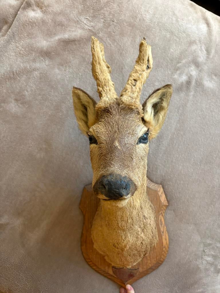Opgezette Hertenkop / Reebok Kop op Houten Plaat, Ophalen