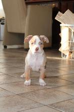 American Bully pups ABKC Belgie, België, Rabiës (hondsdolheid), Overige rassen, 8 tot 15 weken