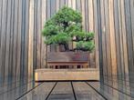 Pinus Parviflora Ara Kawa, Ophalen