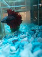 Betta man,  coper, koi, lavendel en nog veel meer kleuren, Dieren en Toebehoren, Vissen | Aquariumvissen, Zoetwatervis, Vis