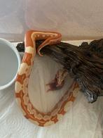Boa constrictor junglow Motley, Dieren en Toebehoren, Slang, 0 tot 2 jaar
