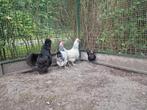 Prachtig groepje kippen krielen zijdehoen Java kriel wyandot, Dieren en Toebehoren, Vrouwelijk, Kip
