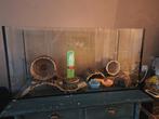 glazen hamsterkooi terrarium met inrichting, Kooi, Gebruikt, Hamster, 75 tot 110 cm