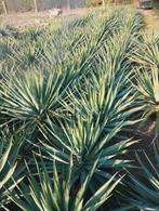 Winterharde yucca's, Ophalen, Zomer, Overige soorten, Volle zon