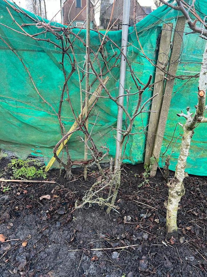 Jonge Kweepeerboom, Tuin en Terras, Planten | Bomen, Overige soorten, Minder dan 100 cm, Volle zon, Ophalen