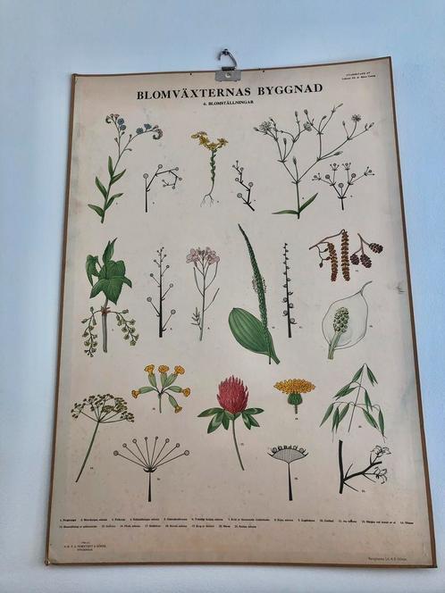 Diverse vintage Scandinavische (botanische) schoolplaten, Antiek en Kunst, Antiek | Schoolplaten, Natuur en Biologie, Ophalen of Verzenden