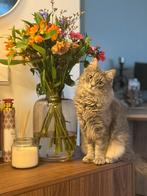 Herplaatsing lieve poes Piri, Dieren en Toebehoren, Poes, 0 tot 2 jaar