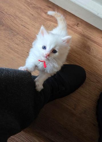 Ragdoll kittens nog 2 over ouders getest !! Overal vrij van beschikbaar voor biedingen