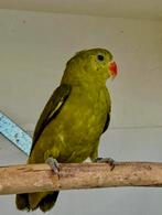 Taranta pop in olijf, Dieren en Toebehoren, Vogels | Parkieten en Papegaaien, Vrouwelijk, Parkiet, Geringd