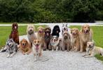 Mag ik op jou hond passen? - Hondenoppas leeuwarden Dokkum, Ophalen of Verzenden, Honden