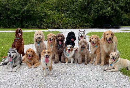 Mag ik op jou hond passen? - Hondenoppas leeuwarden Dokkum, Boeken, Dieren en Huisdieren, Honden, Ophalen of Verzenden
