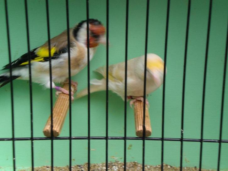 isabel putters, Dieren en Toebehoren, Vogels | Overige Vogels, Wildzangvogel, Meerdere dieren, Geringd