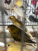 Canarie 2025, Dieren en Toebehoren, Vogels | Kanaries, Meerdere dieren
