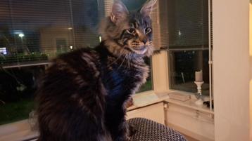 Tekoop: Lieve broers Maine Coons beschikbaar voor biedingen