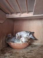 Jonge postduiven, Meerdere dieren, Postduif