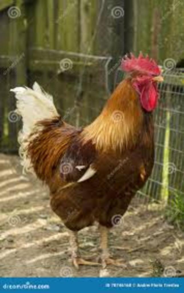 Barnevelder haan [Groot en Kriel], Dieren en Toebehoren, Pluimvee, Kip, Mannelijk