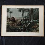 Schoolplaat Onder de dadelpalmen – Koekkoek 1950, Ophalen of Verzenden, Natuur en Biologie