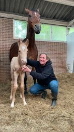 Mooi palomino hengstveulen., Dieren en Toebehoren, Paarden, Dressuurpaard, 0 tot 2 jaar, Hengst, 160 tot 165 cm