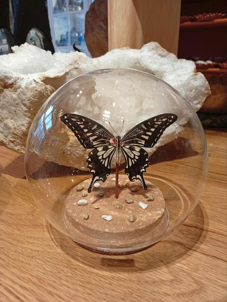 Prachtige vlinder in stolp hoogte 14 cm, Huis en Inrichting, Woonaccessoires | Stolpen, Nieuw, Ophalen of Verzenden