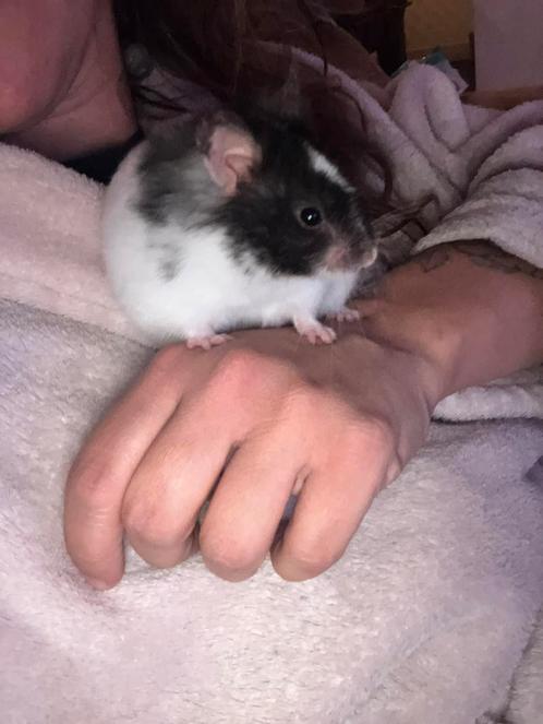 Superlieve handtamme goudhamster, Dieren en Toebehoren, Knaagdieren, Vrouwelijk, Hamster, Augustus, Tam