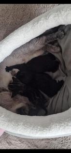 Half britse korthaar, Dieren en Toebehoren, Katten en Kittens | Raskatten | Korthaar