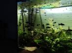 Aquarium vissen black Molly - Black Mollys (100 stuks), Dieren en Toebehoren, Vis, Zoetwatervis