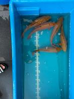 5 chagoi - 40 cm - mogen ook los, Dieren en Toebehoren, Vissen | Vijvervissen, Karper of Koi