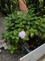 Hortensia struik, Ophalen, Overige soorten, Halfschaduw