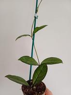 Hoya crassipetiolata, Ophalen, Overige soorten, Minder dan 100 cm