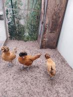Hollandse kuifhoenders, Meerdere dieren, Kip
