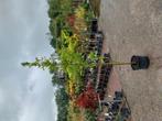 Quercus green pillar, moeraseik zuilvorm, Tuin en Terras, Ophalen, Volle zon, Overige soorten