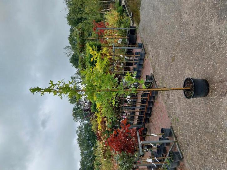 Quercus green pillar, moeraseik zuilvorm, Tuin en Terras, Planten | Bomen, Overige soorten, Volle zon, Ophalen