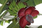 10 x Musa Balbisiana var. balbisiana banaan zaden, Ophalen, Gehele jaar, Zaad