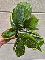Keampferia Aurea Variegata p12 (2), Ophalen of Verzenden, Overige soorten, Minder dan 100 cm