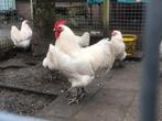 Broedeieren Australorp wit (zeldzaam), Dieren en Toebehoren, Pluimvee, Geslacht onbekend, Kip