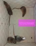 Tamme rittens beschikbaar, Dieren en Toebehoren, Knaagdieren, Augustus, Rat, Tam