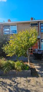 Hibiscus syriacus boom, Tuin en Terras, Planten | Bomen, Ophalen, Volle zon, Overige soorten