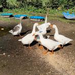 Ganzen, Dieren en Toebehoren, Pluimvee, Meerdere dieren, Gans of Zwaan