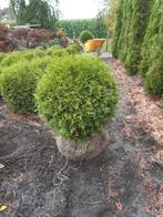 Thuja smaragd bol 40 cm doorsnee, Tuin en Terras, Ophalen, Conifeer, 100 tot 250 cm