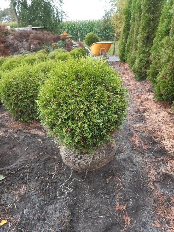 Thuja smaragd bol 40 cm doorsnee, Tuin en Terras, Planten | Struiken en Hagen, Conifeer, 100 tot 250 cm, Ophalen